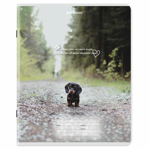 Тетради ДЭК 18 л. КОМПЛЕКТ 10 шт., BRAUBERG, клетка, обложка картон, Щеночки, 106758