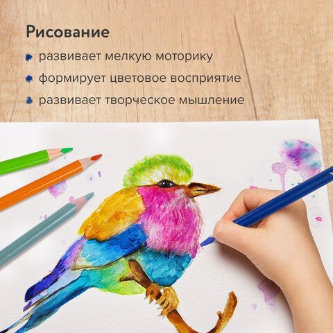 Карандаши цветные акварельные BRAUBERG PREMIUM AQUARELLE, 24 цвета, грифель 4 мм, 181673