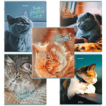 Тетради ДЭК А5 96 л. КОМПЛЕКТ 5 шт., BRAUBERG скоба, клетка, матовая ламинация, "Котики", 404693