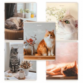 Тетрадь А5, 48 л., BRAUBERG 10 шт., скоба, клетка, матовая ламинация, "Cats", (микс в спайке), 405334