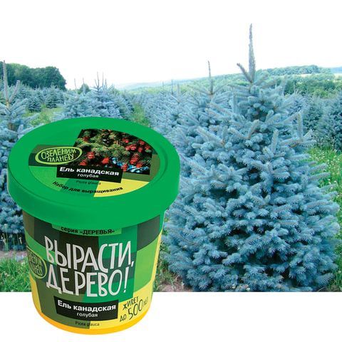 Набор для выращивания растений ВЫРАСТИ ДЕРЕВО! &quot;Ель канадская голубая&quot; (банка, грунт, семена), zk-048