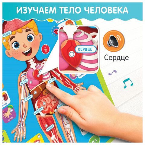 Плакат детский музыкальный обучающий &quot;Изучаем анатомию: Моё тело&quot;, ZABIAKA, 5148294