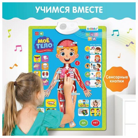 Плакат детский музыкальный обучающий &quot;Изучаем анатомию: Моё тело&quot;, ZABIAKA, 5148294